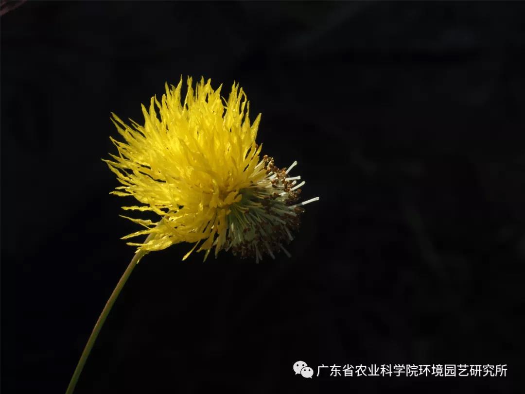含羞草5.jpg