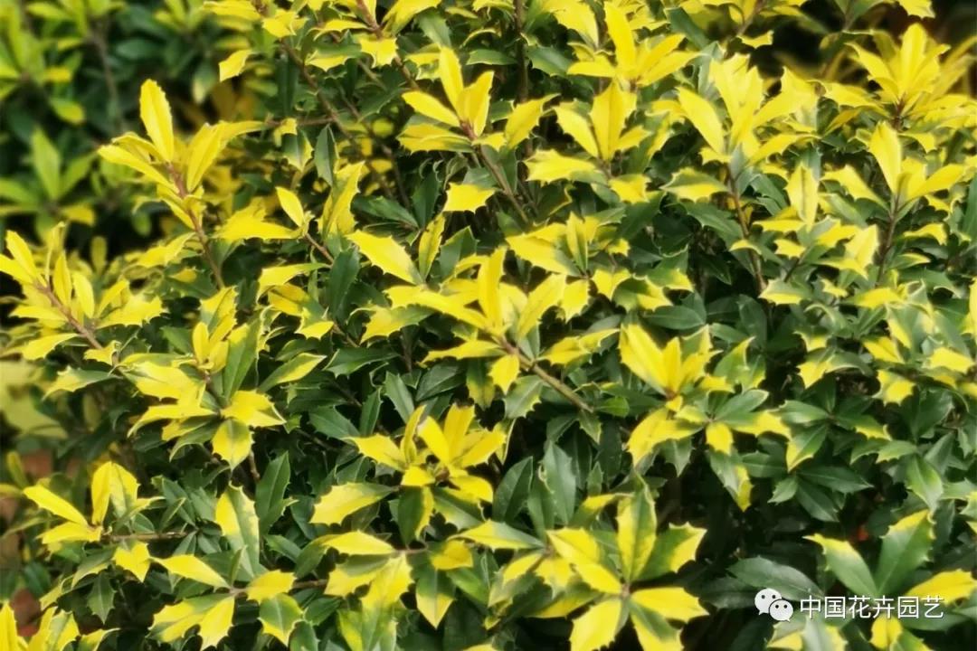 花木10.jpg