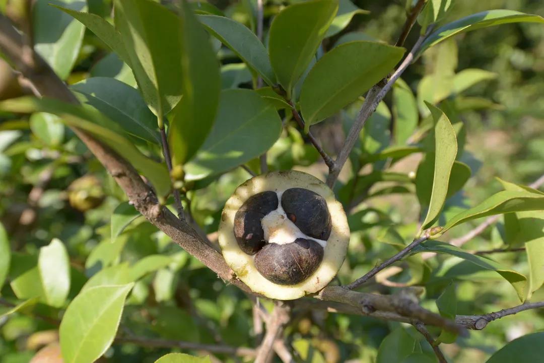 油茶2.jpg