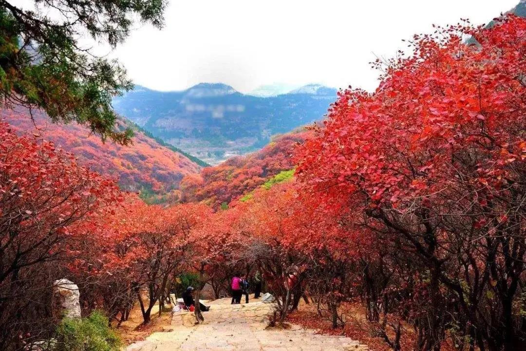 红叶1.jpg