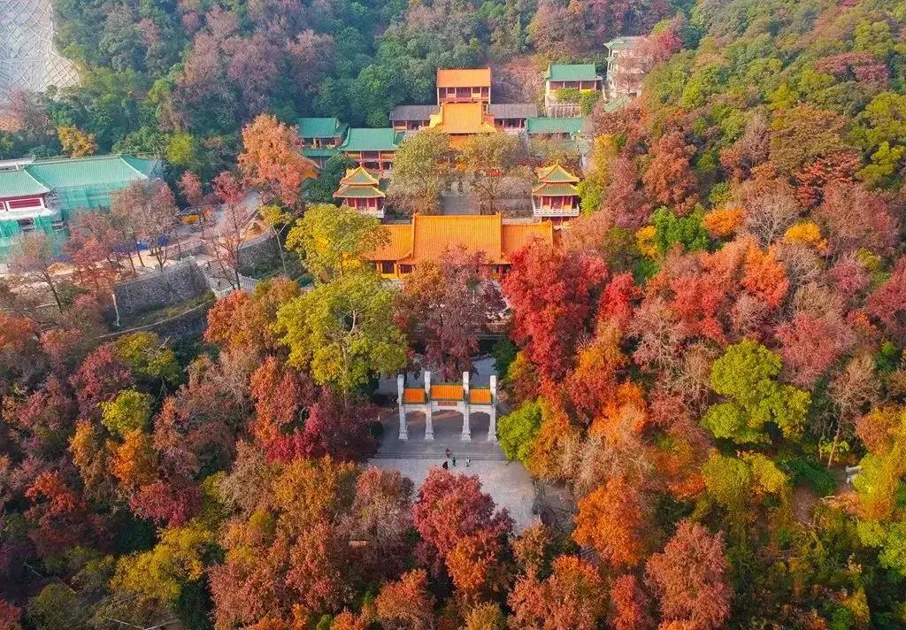 红叶8.jpg