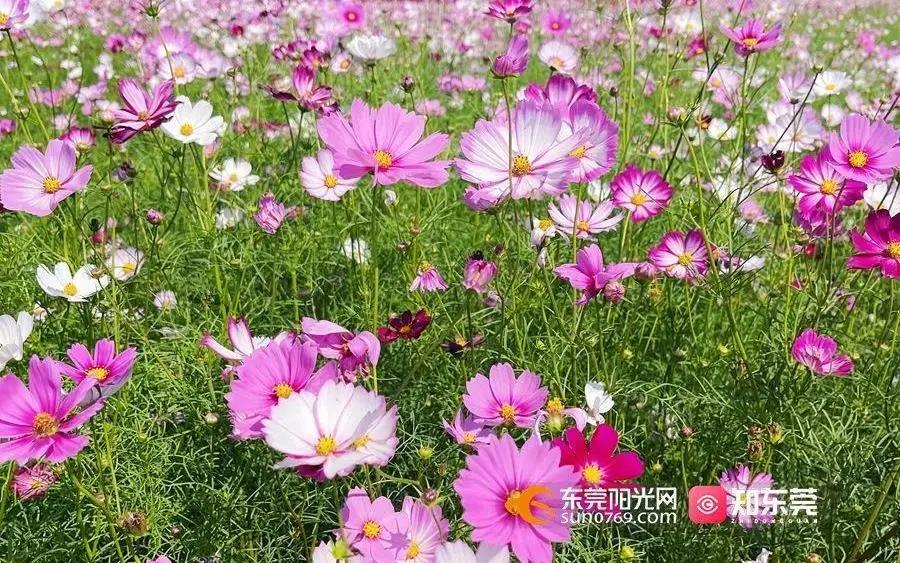 东莞2.jpg
