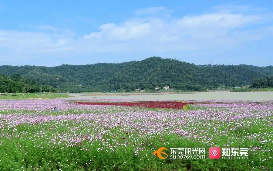 东莞4.jpg