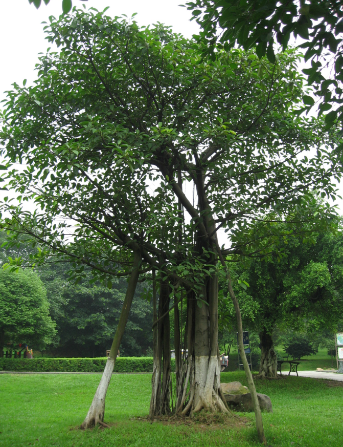 仙湖植物园高山榕图片