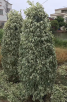 花叶垂榕