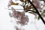 红花风铃木