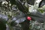 越南抱茎茶