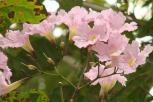 红花风铃木-花