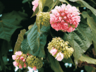 非洲芙蓉