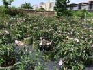 印度野牡丹（粉花）-全株