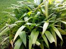 大叶仙茅