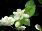 茉莉花-叶