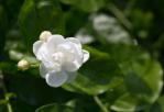 茉莉花-花