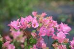 簕杜鹃‘洒金粉红-花