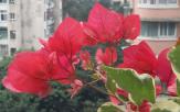 簕杜鹃‘花叶红’
