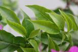 簕杜鹃‘大叶紫’-叶