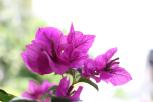 簕杜鹃‘沙斑紫花’-花