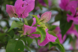 簕杜鹃‘总统’-花