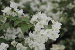 簕杜鹃‘绿叶白花’-花
