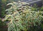 花叶闭鞘姜