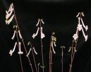 白花香岩桐-花