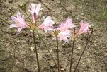 换锦花