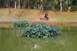 紫叶芋-应用场景
