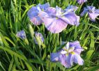 花菖蒲