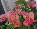 簕杜鹃 `索菲亚`