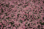 沐春菊（木茼蒿）