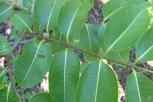 橡胶紫茉莉-叶
