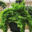 棉花糖蕨（棉花糖肾蕨）