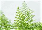 棉花糖蕨（棉花糖肾蕨）-叶