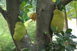 波罗蜜（菠萝蜜、树波罗、木波罗）