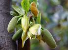 波罗蜜（菠萝蜜、树波罗、木波罗）-花
