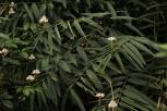 益智-植株