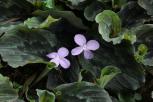 紫花山柰