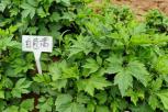 白苞蒿（珍珠花草）-叶