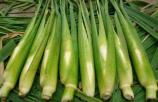 茭白（菰）