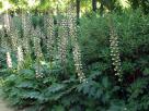 虾膜花（茛力花）