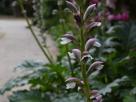 虾膜花（茛力花）-茎