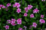 长春花