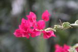 簕杜鹃‘杨梅’-花