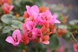 簕杜鹃‘热带花束（闪亮之星)’-花