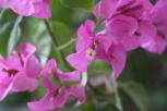 簕杜鹃‘斑叶伊丽莎白’-花