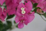 簕杜鹃‘牙买加粉’-花