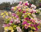簕杜鹃‘斑叶红心樱花’