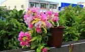 簕杜鹃‘斑叶红心樱花’-花