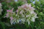 簕杜鹃‘重苞樱花’-花