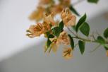 簕杜鹃‘黄灯笼’-花